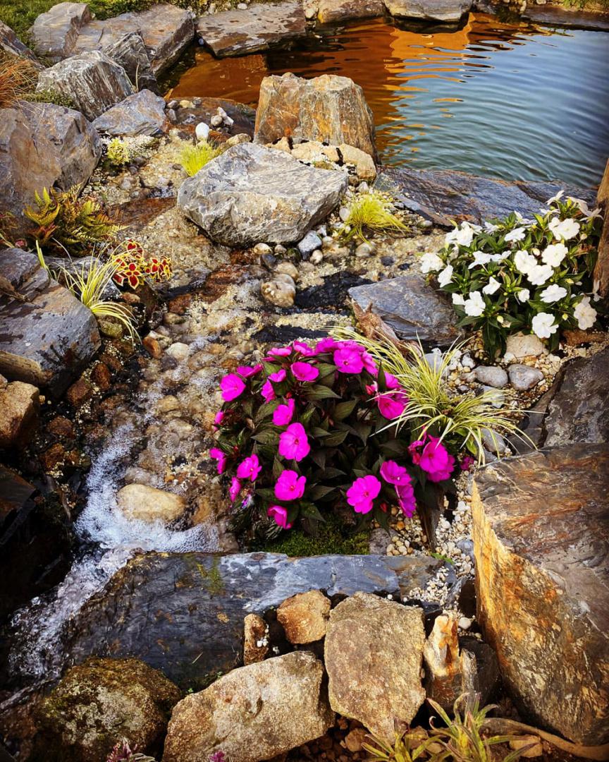 Floraison en bord de cascade